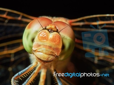 Dragonfly In The Garden Stock Photo