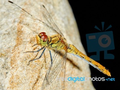 Dragonfly In The Garden On A Rock Stock Photo