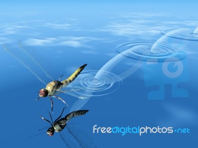 Dragonfly  Jump On The Water Stock Image