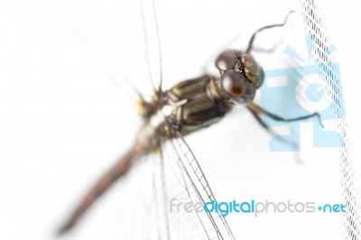 Dragonfly On White Curtain Stock Photo