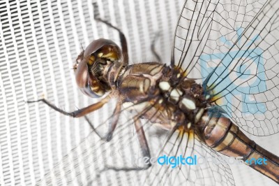 Dragonfly On White Curtain Stock Photo