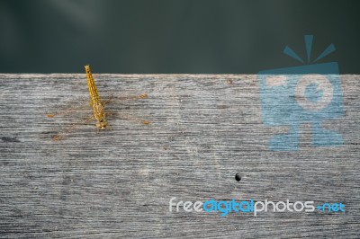 Dragonfly On Wooden Floor. Top View Stock Photo