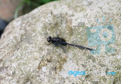 Dragonfly Outdoor Perched In A Stone Stock Photo