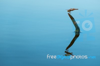 Dragonfly Reflection Stock Photo