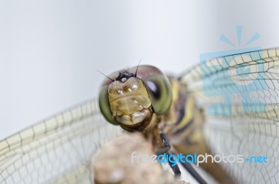 Dragonfly Smile Stock Photo