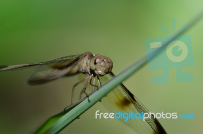 
Dragonfly Wings Perched On Twigs Warm Sunshine Stock Photo