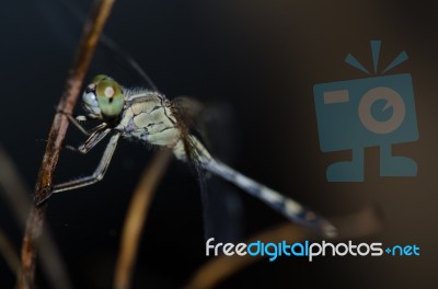 
Dragonfly Wings Perched On Twigs Warm Sunshine Stock Photo