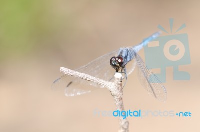 
Dragonfly Wings Perched On Twigs Warm Sunshine Stock Photo