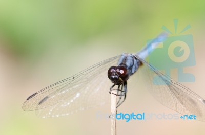 
Dragonfly Wings Perched On Twigs Warm Sunshine Stock Photo