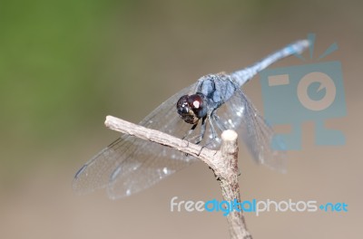 
Dragonfly Wings Perched On Twigs Warm Sunshine Stock Photo