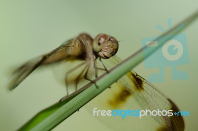 
Dragonfly Wings Perched On Twigs Warm Sunshine Stock Photo