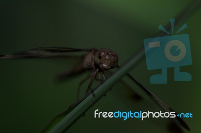 
Dragonfly Wings Perched On Twigs Warm Sunshine Stock Photo