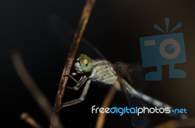 
Dragonfly Wings Perched On Twigs Warm Sunshine Stock Photo