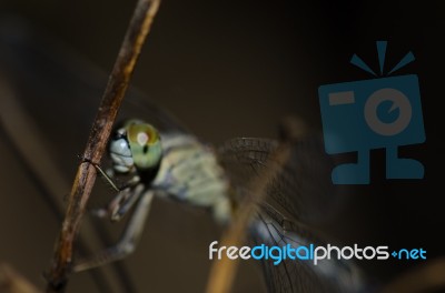 
Dragonfly Wings Perched On Twigs Warm Sunshine Stock Photo