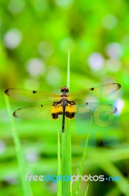 Dragonfly With Black And Yellow Markings On Its Wings Stock Photo