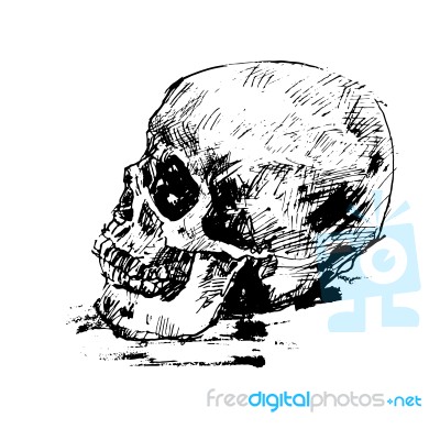 Drawing Human Skull On White Stock Image