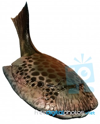 Drepanaspis Stock Image