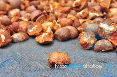 Dried Betel Or Areca Nut Stock Photo