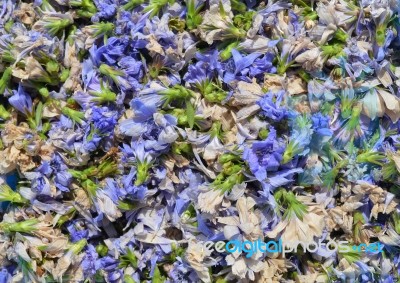 Dried Chicory Stock Photo