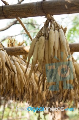 Dried Corn Stock Photo