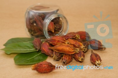 Dried Gardenia Fruit Stock Photo