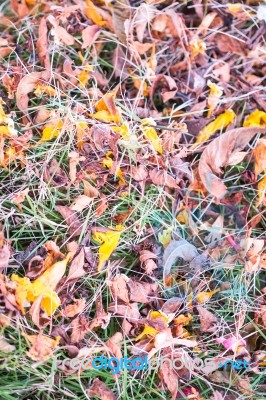 Dried Grass And Leaf In The Garden Stock Photo