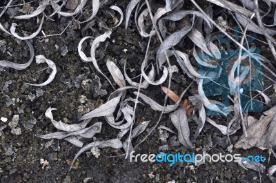 Dried Leaves Background Stock Photo