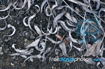 Dried Leaves Background Stock Photo