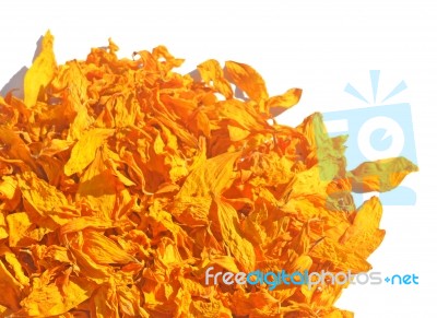 Dried Petals Of Sunflowers Stock Photo