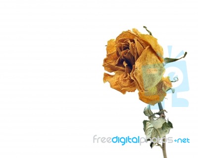 Dried Rose Isolated Stock Photo