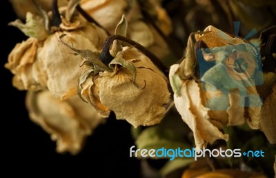 Dried Roses Stock Photo