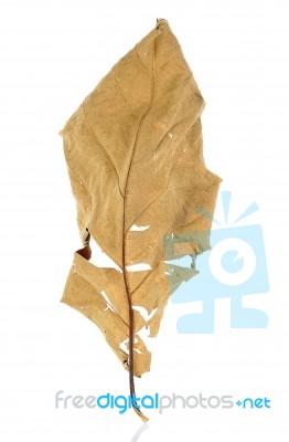 Dried Teak Leaf Isolated On The White Background Stock Photo