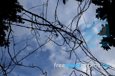 Dried Tree Branches With Blue Sky In The Background Stock Photo