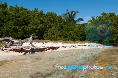 Driftwood At The Beach Stock Photo