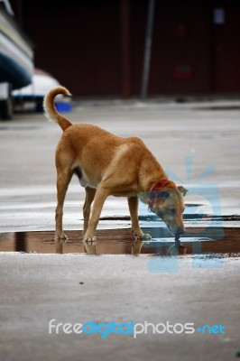 Drinking Water Stock Photo