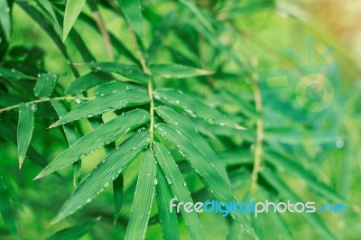 Drip On Bamboo Leaves After Rain Stock Photo