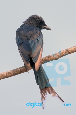 Drongo Stock Photo