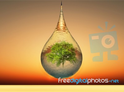 Drop And Tree Stock Image