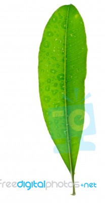 Drop Of Water On Tropical Leaf Stock Photo