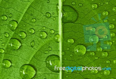 Drop On Leaf Stock Photo