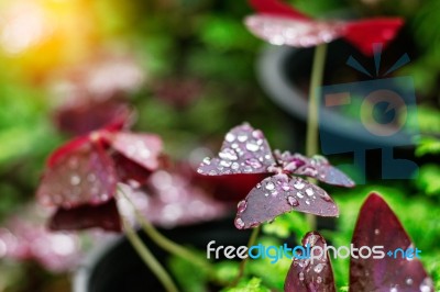 Droplets On The Leaves In Nature Stock Photo