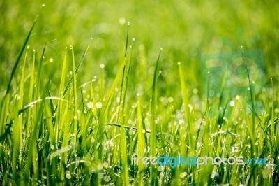 Drops Of Dew On A Rice Plant Stock Photo