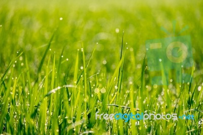 Drops Of Dew On A Rice Plant Stock Photo