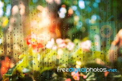 Drops Of Water And Flower Gardens Stock Photo