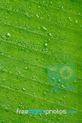 Drops Of Water On Leaf Stock Photo