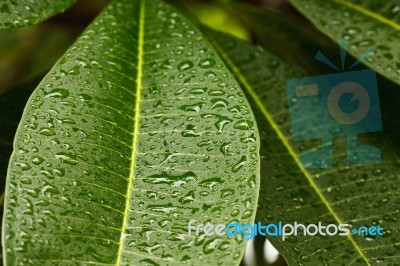 Drops Of Water On Plumeria Leaf Stock Photo