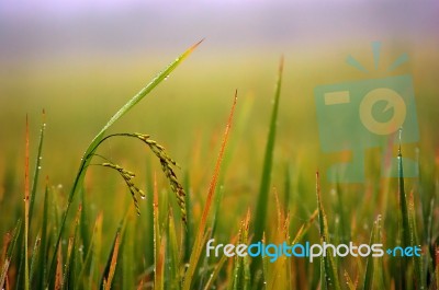 Drops Of Water On The Ear Of Paddy Stock Photo