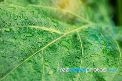 Drops On Leaves Stock Photo