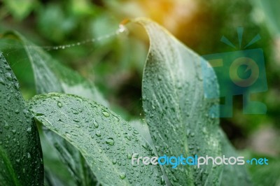 Drops On Leaves After Rain Stock Photo