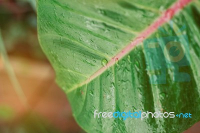 Drops On Leaves Plant Stock Photo